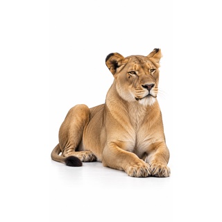 La lionne, personnage générée sur fond blanc